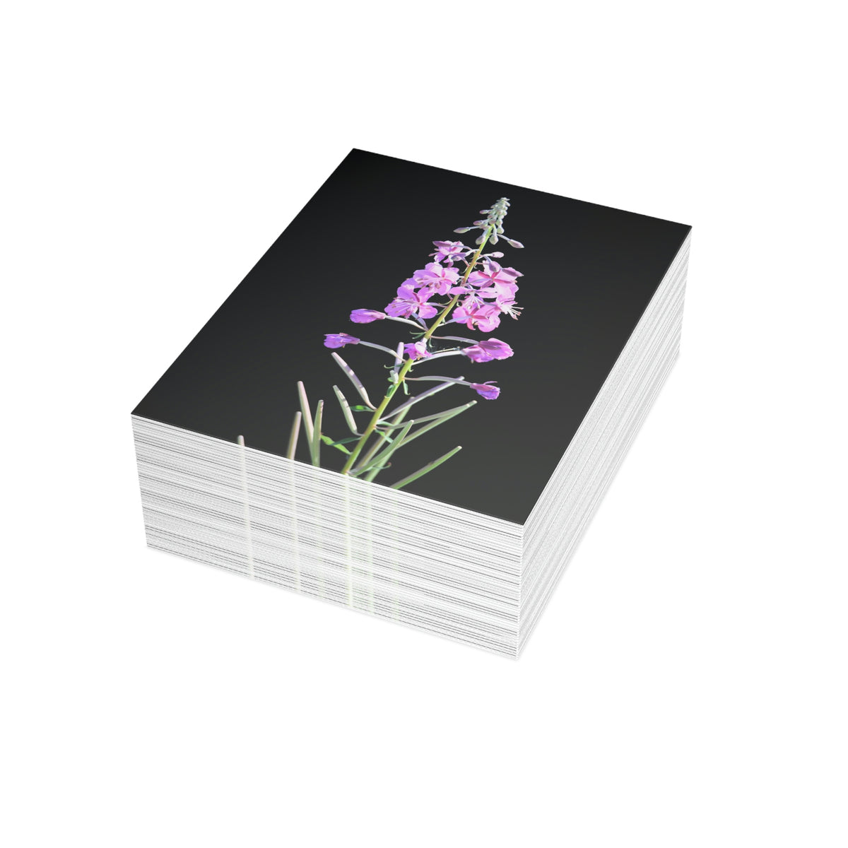 Fireweed Greeting Cards (1, 10, 30, and 50pcs)