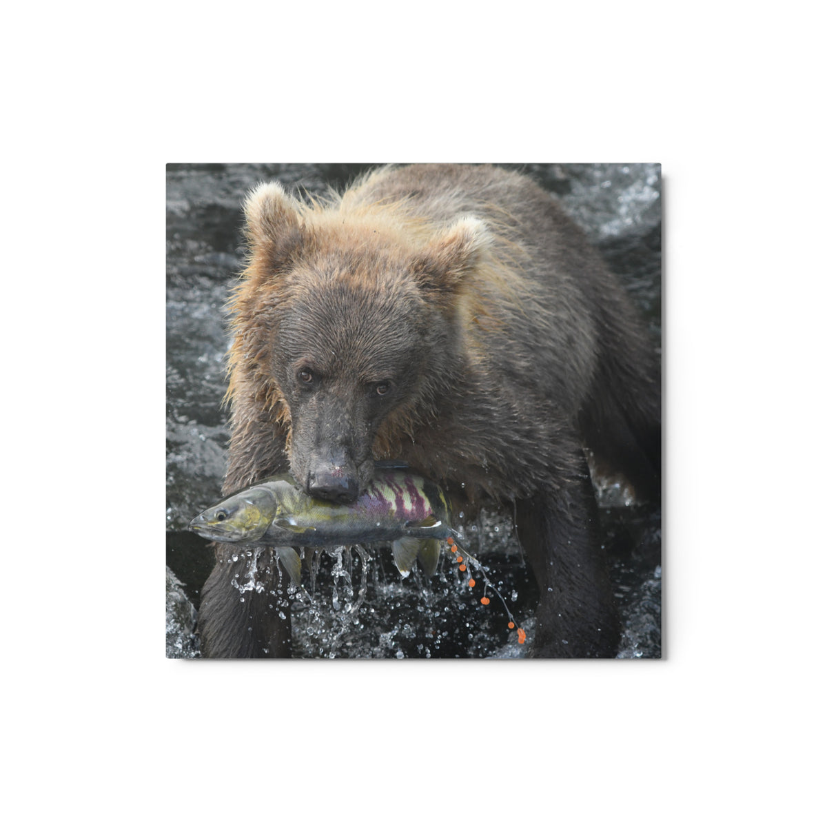 Chum Snack Metal prints