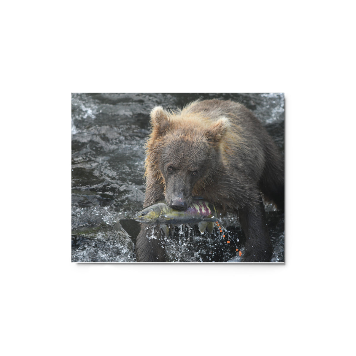 Chum Snack Metal prints